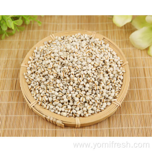 Coix Seed Medicinal Uses